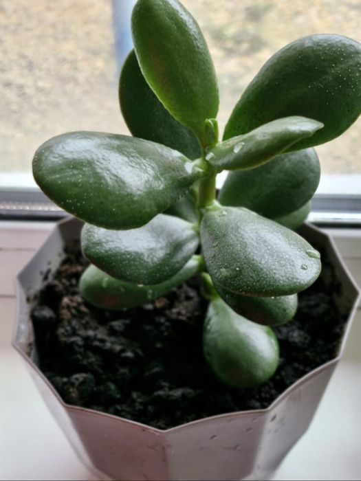 Продам денежное дерево