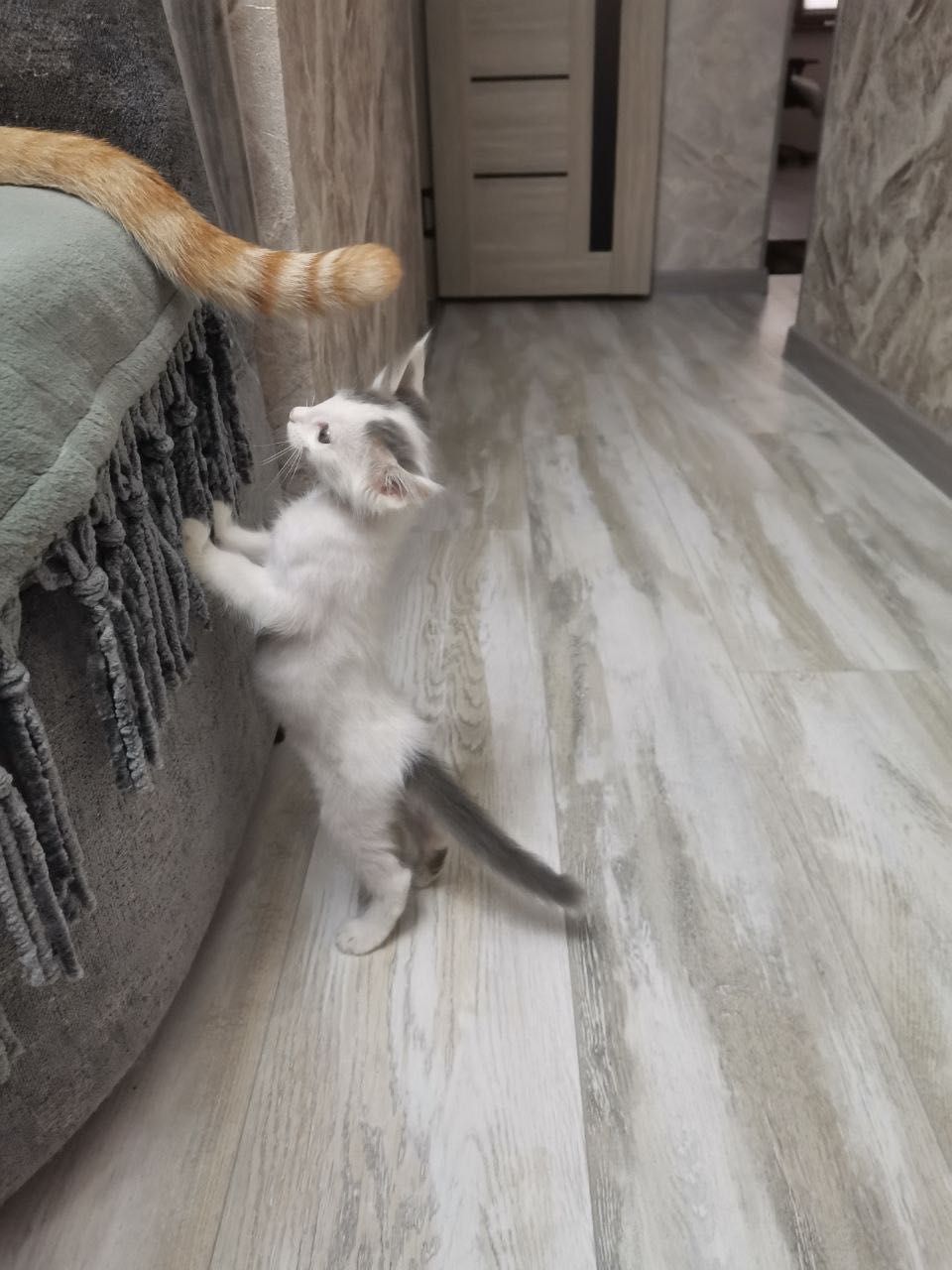 Котята домашние маленькие