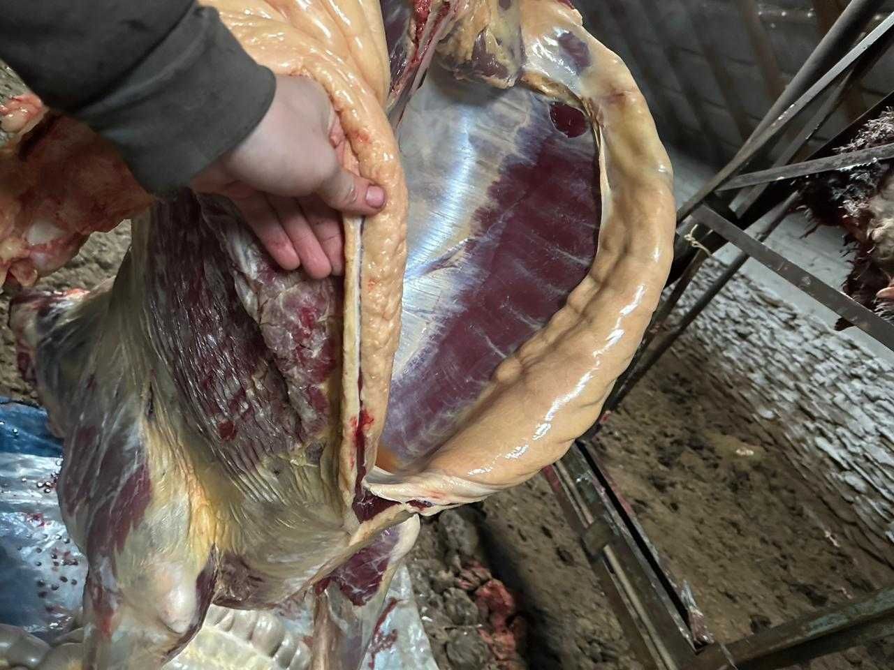 Мясо конины Баянаульское 2200 кг