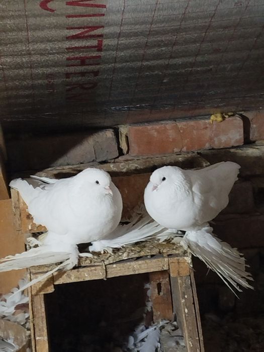 Голуби вольерные