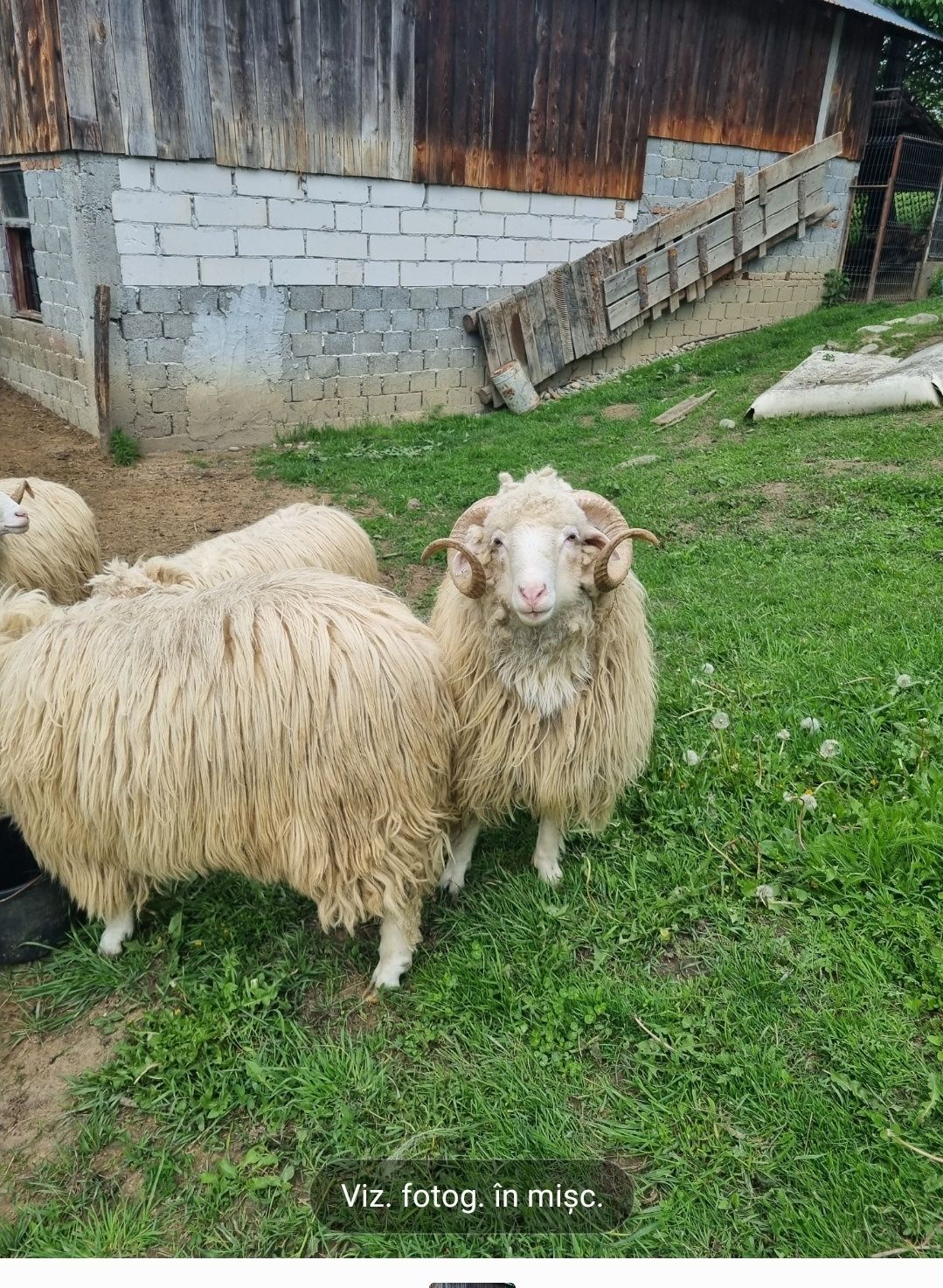 Vând berbeci băli, de prăsilă