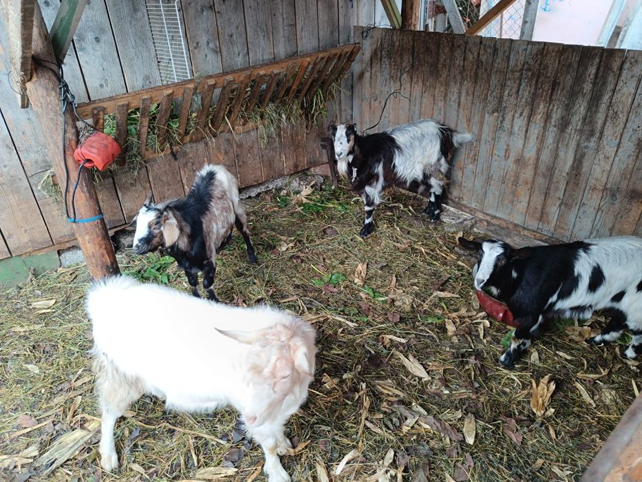 Vând capre și iezi