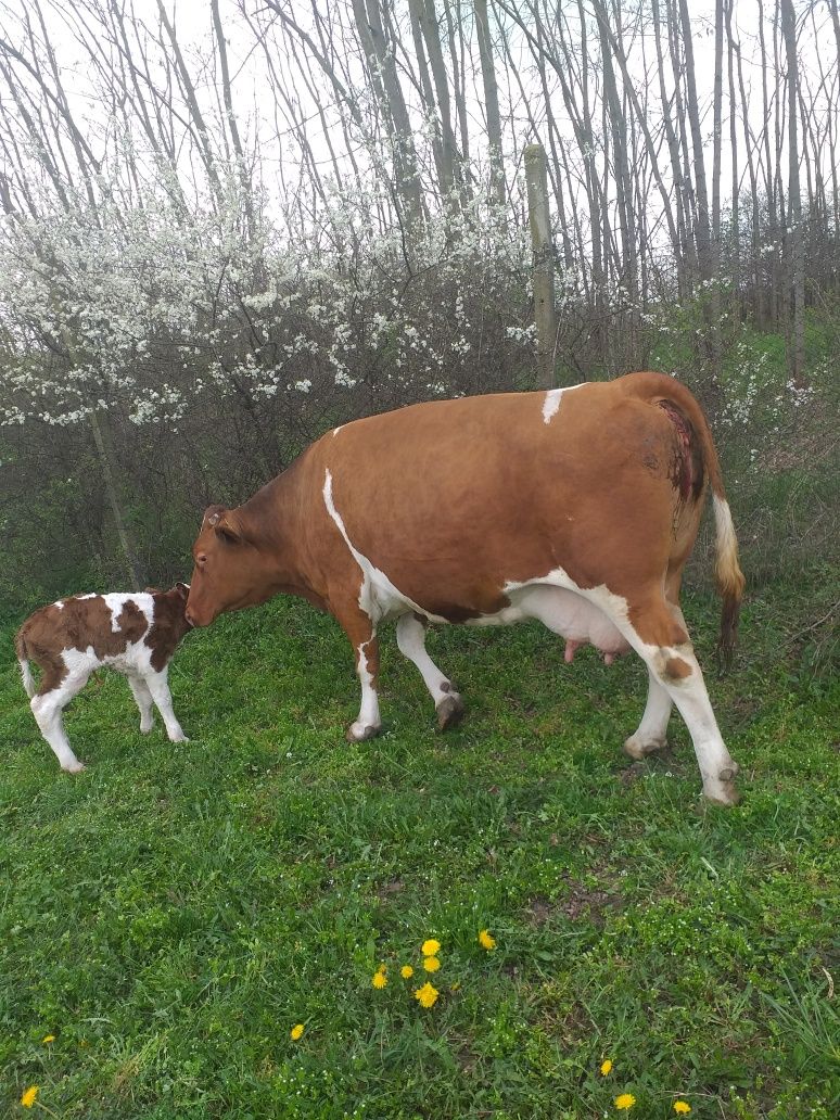 Vaci de vânzare foarte bine întreținute