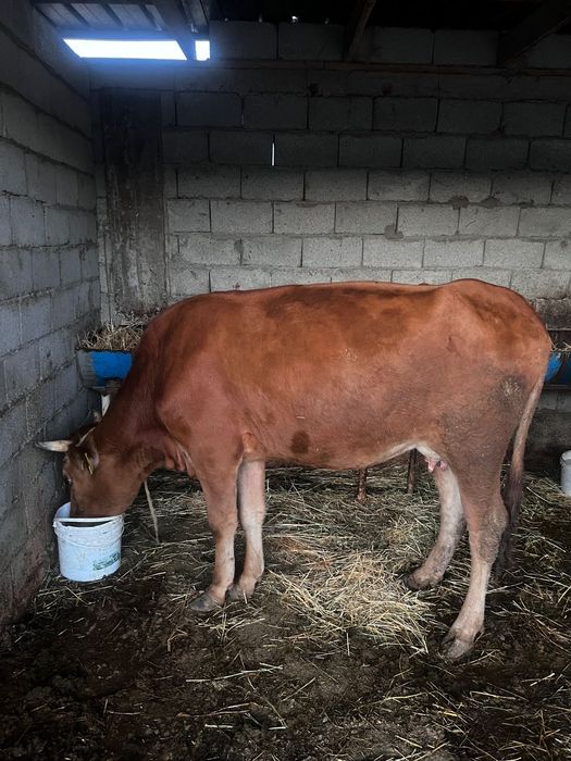 Сиыр корова ангус порода