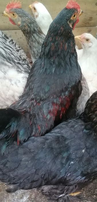 Gainuse și cocosei Brahma