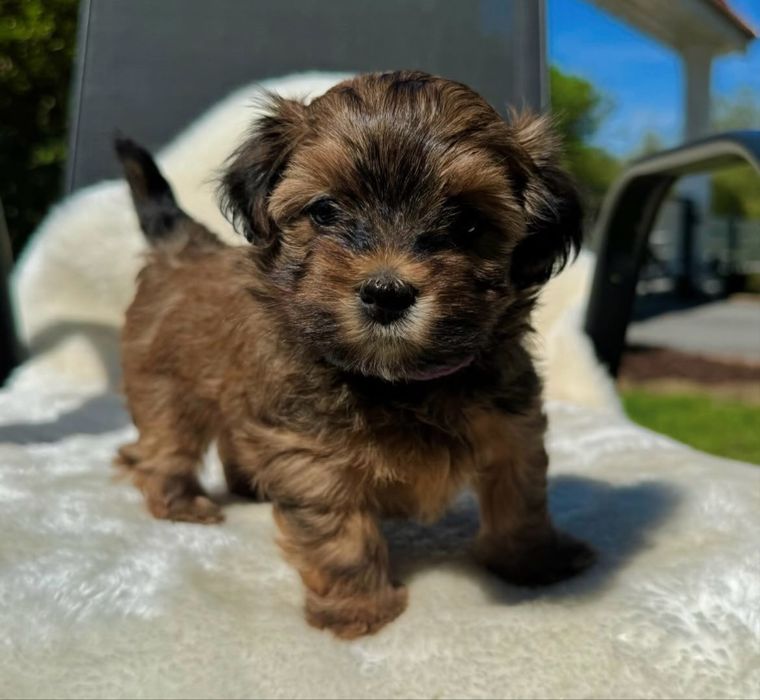 Fetita bichon havanez