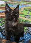 Fetita Maine Coon cu pedigree