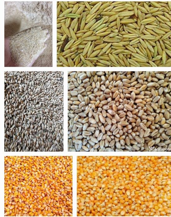 Vând cereale și baloti.