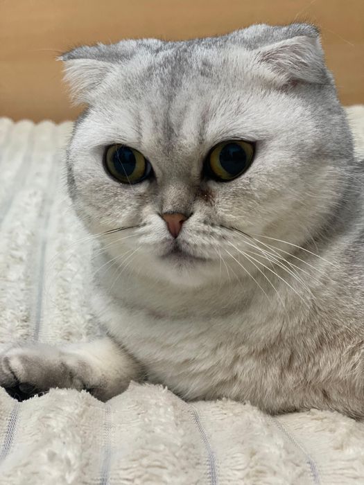 Вислоухая кошка стерелизованная