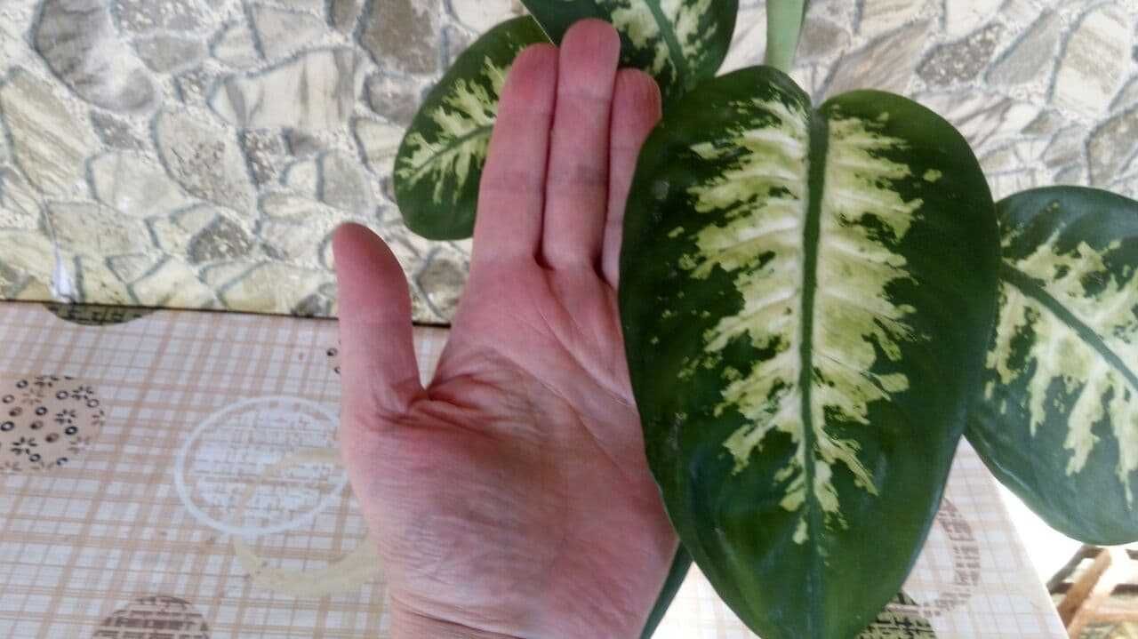 Диффенбахия комнатная .