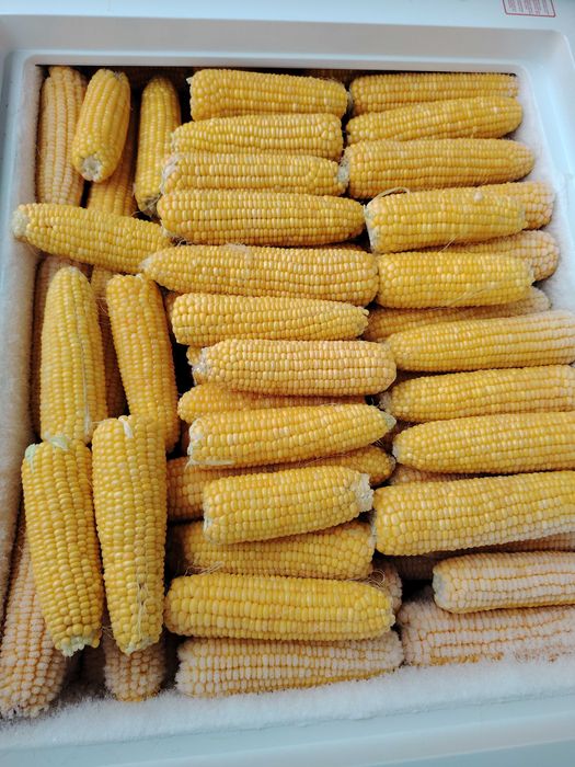 Porumb zaharat congerlat