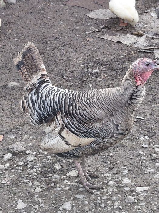 !!!Последни бройки!!! Пуйки Петли Гъски и Патици Само сега