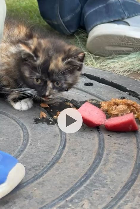 Котенок красивый,чистый