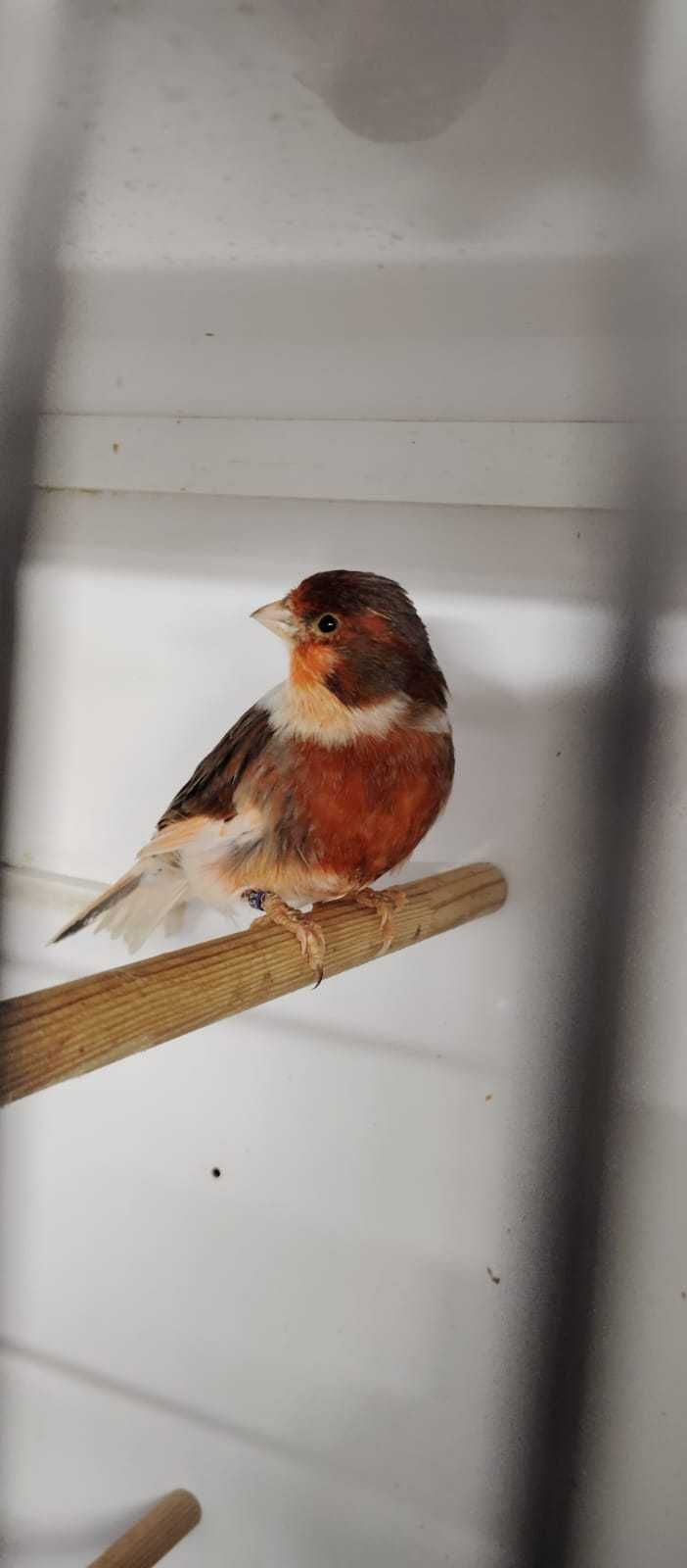 Canari de vanzare si colivii