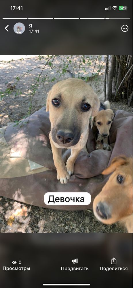 В поисках дома щенки