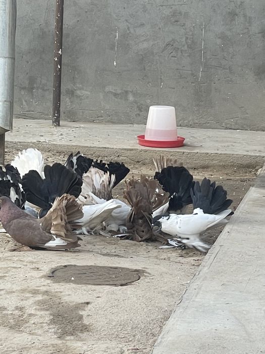 Dekarativniy kaputarlar sotiladi. Pavilin paypoli