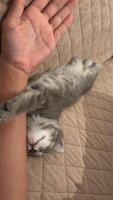 Отдам котенка бесплатно