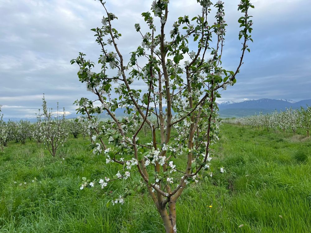 Яблоневый сад продажа