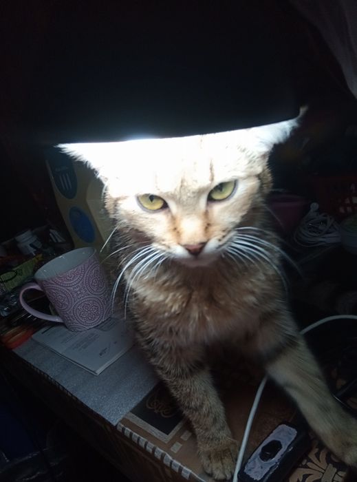 Котя-котечка мальчик!