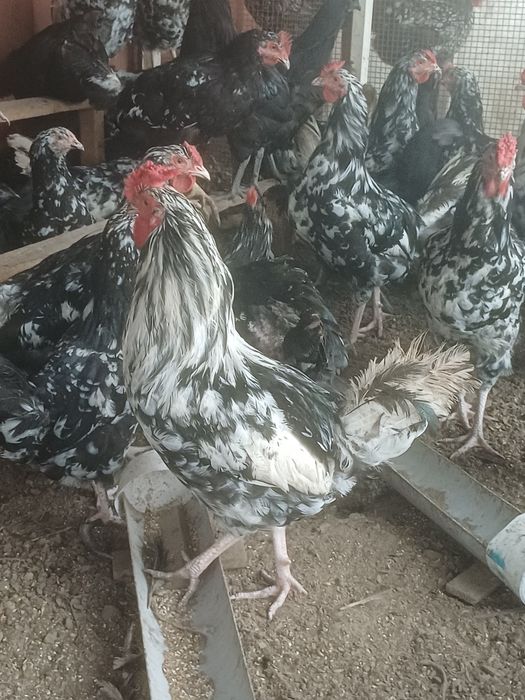 Продам петухов черно пестрый австролрп