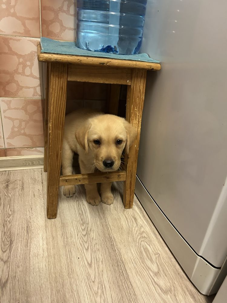 pui de labrador retriver