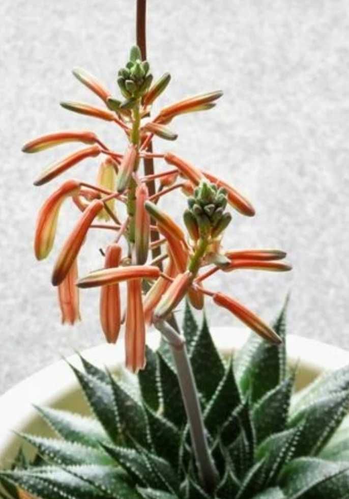 Алое Аристата / Aloe Aristata