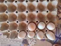 Vând oua pentru incubat rasa ayan cemnai