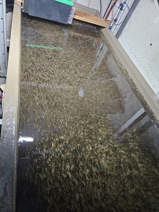 Puiet pastrav fantanel