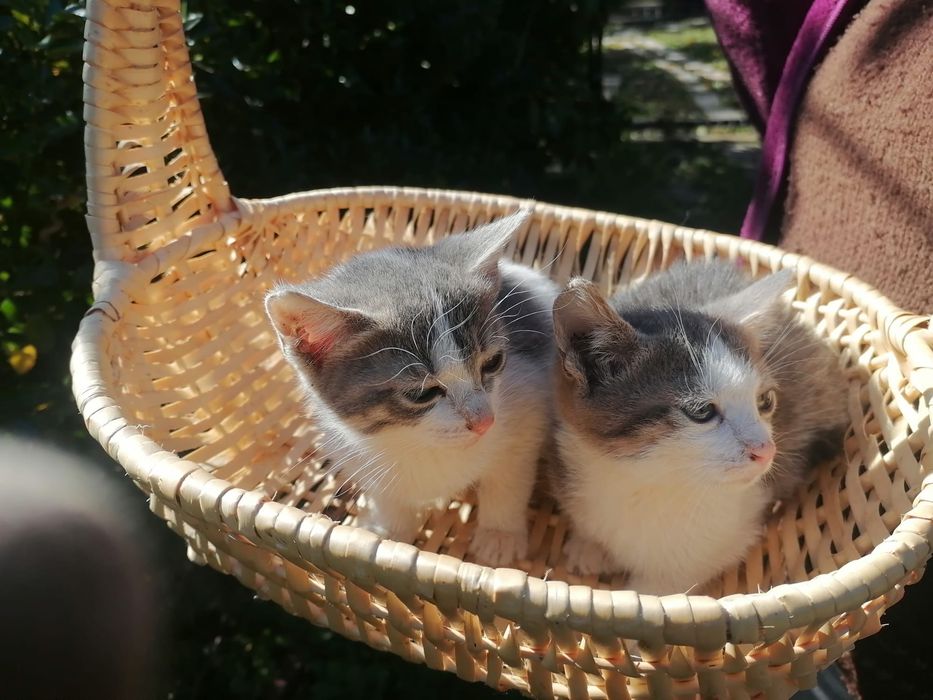 Pui de pisica spre adoptie