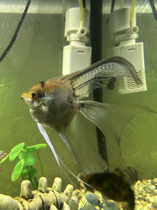 Самец скаляри 1000 тг