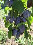 Vând prune de țuică