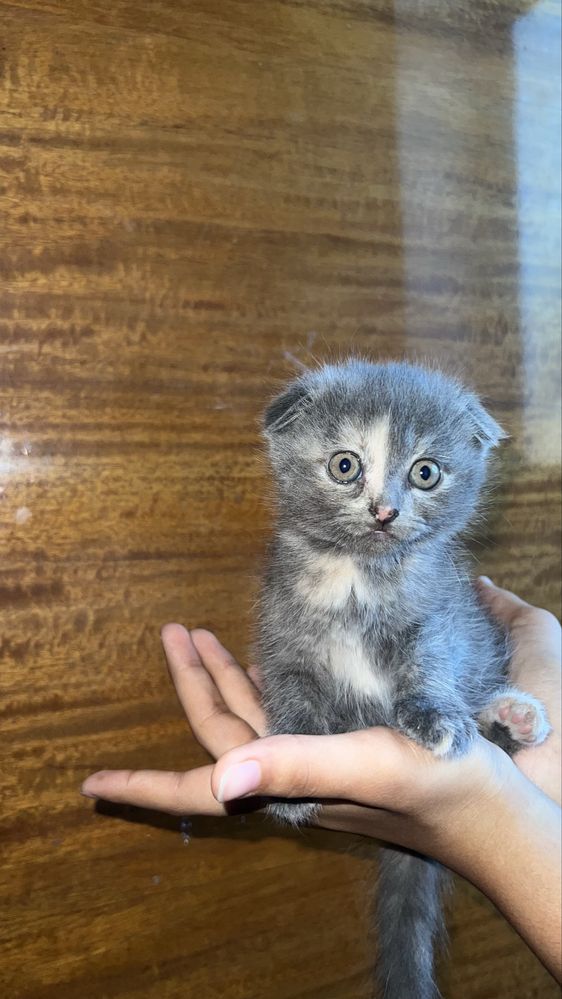 Котята : вислоухая и скоттиш-страйд