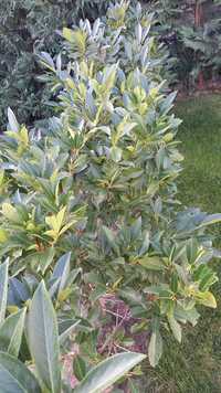 Prunus laurocerasus Hibani