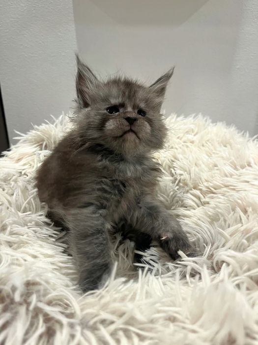 Baietel Maine Coon PEDIGREE Felisa