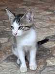 Pisici Gratis Adoptie