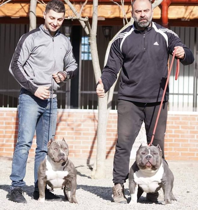 Mascul American Bully, BIGDOGS Romania kennel