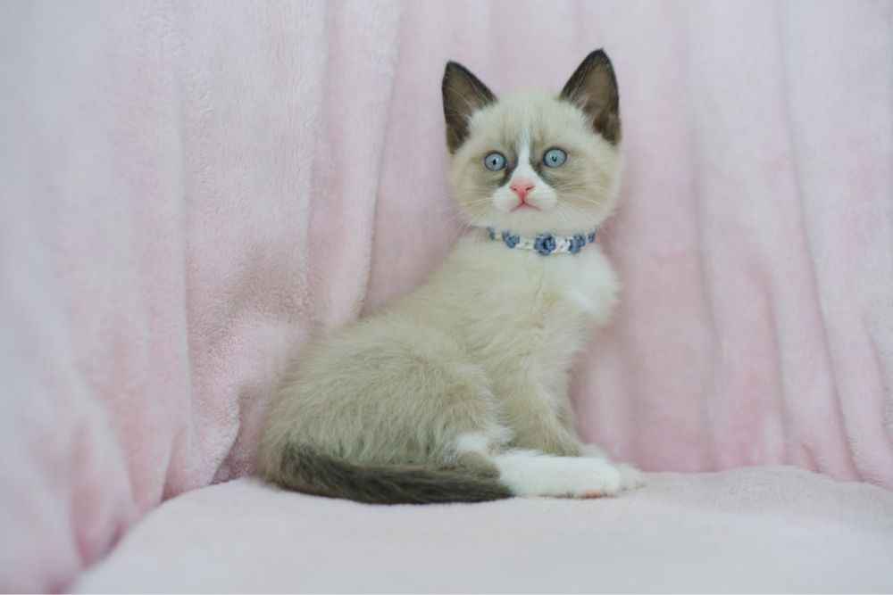 Сиамские котята мальчики