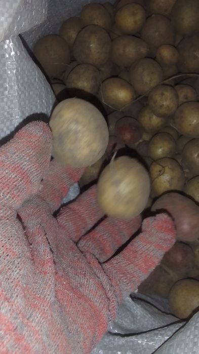Картошка мелкая домашняя