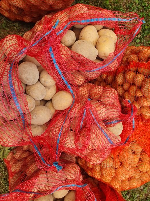 Vând cartofi de consum și pentru animale