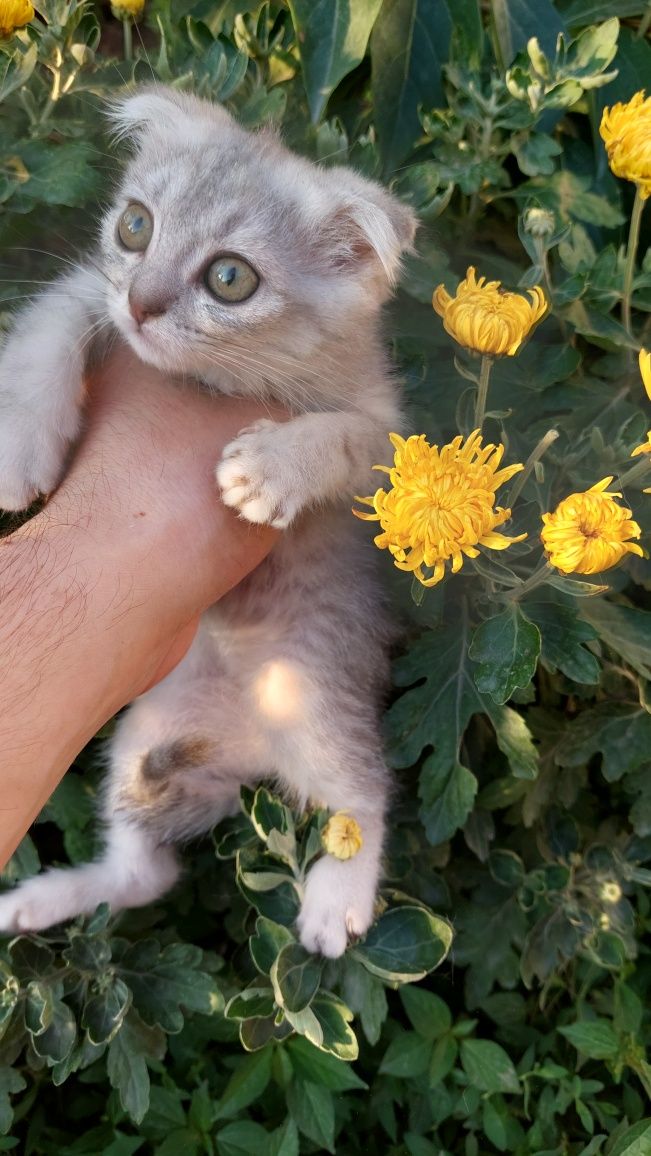 Скотиш фолд ва скотиш страйт. Мушуклар сотилади.