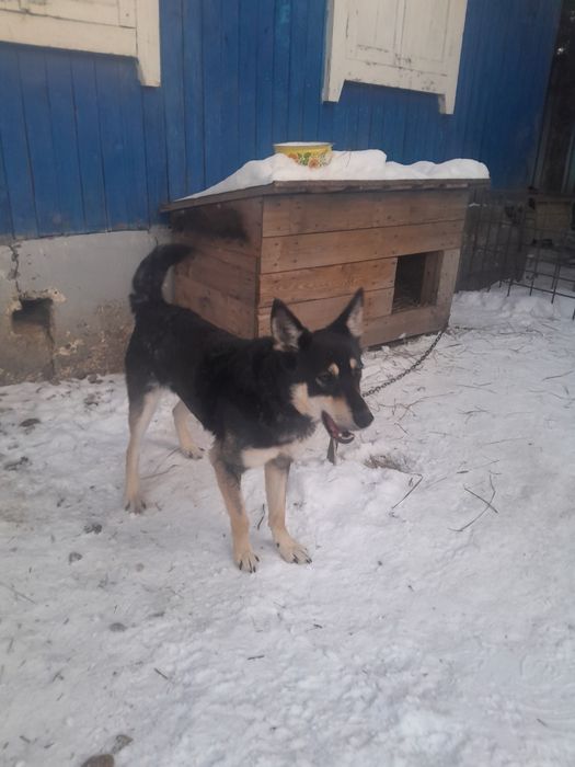 Отдам собаку в хорошие руки