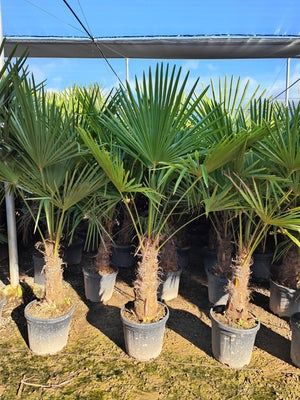 Palmieri rezistenți la îngheț,trachycarpus fortunei,cycas,washingtonia