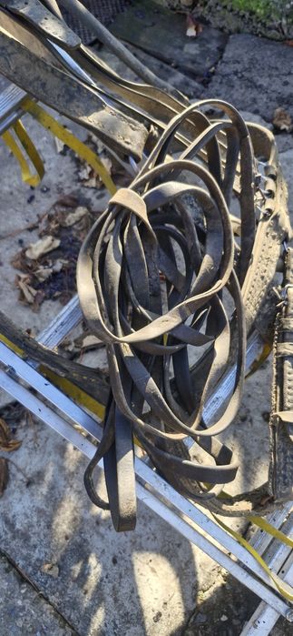 plug, grapa, marcator, prasitoare pentru cal