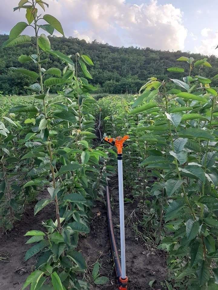 Producător Pomicol-toata gama de pomi fructiferi-Tuia Smaragd-Nuc Sel.