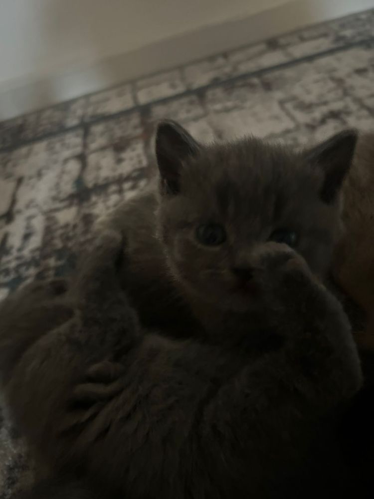 Продается котёнок