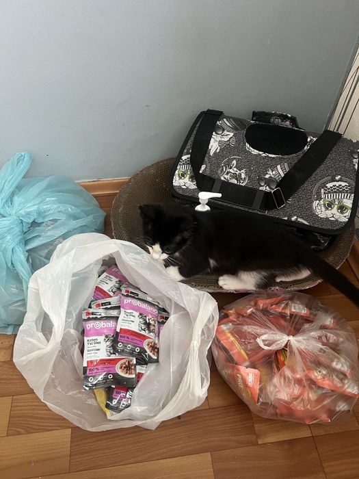 Продается котенок 2 мес