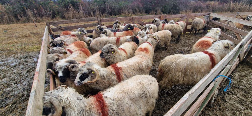 Vând 28 de oi și 2 berbeci