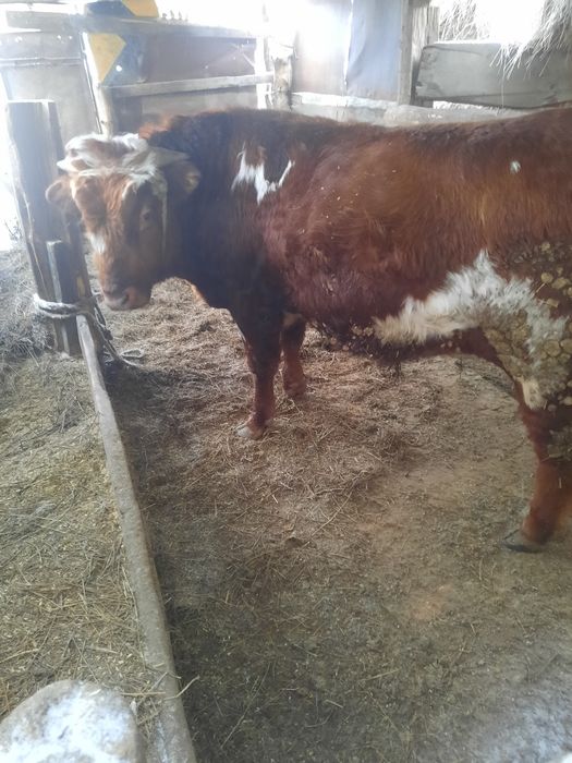 продаётся.бык.2года.