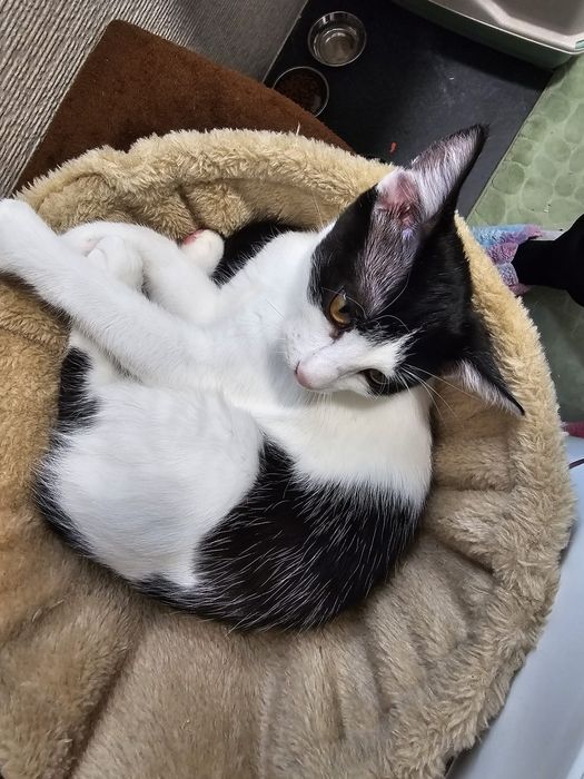 Pisica blândă cuminte