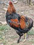 Vând cocosi rasa araucana